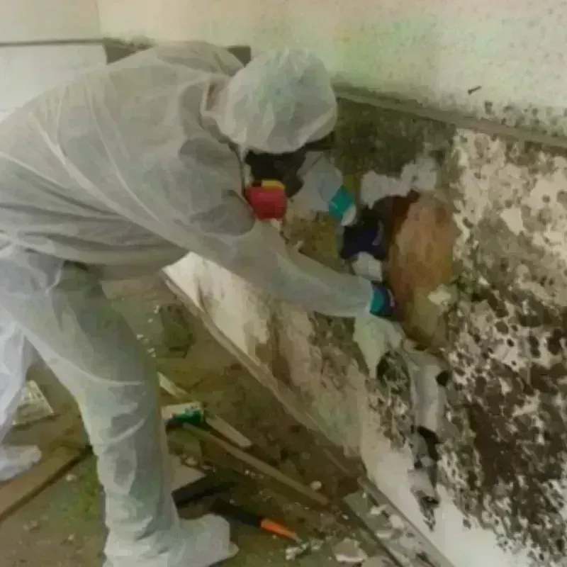 Mold Remediation and Removal in Becket, MA